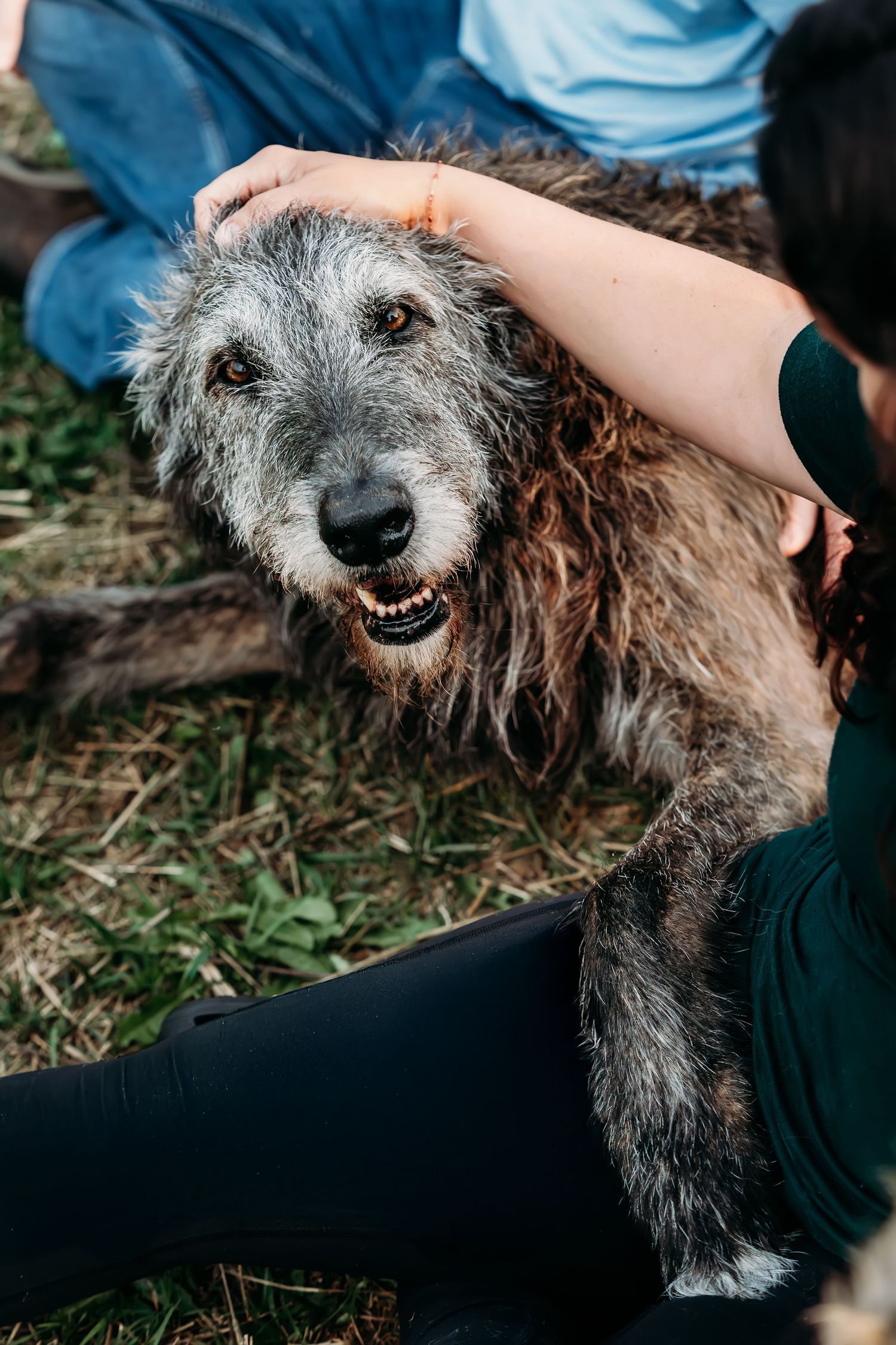 Close up of a shaggy grey dog getting pets and attention while lying down.