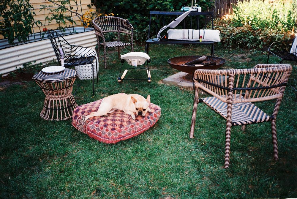 French bulldog lounges around decorative chairs and a wood burning fire pit in the back yard at a party event in late summer in Maine.