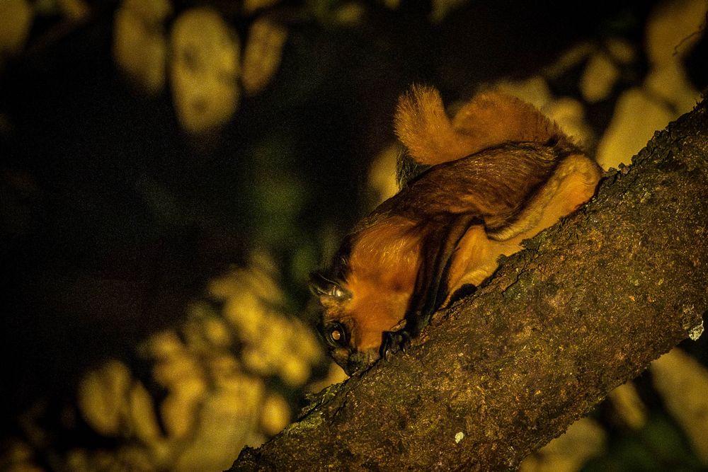A red giant squirrel clinging to a dark tree branch at night in a dense forest.