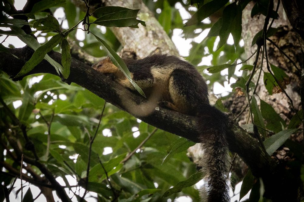 A grizzled giant squirrel lies stretched out resting on a mossy tree branch surrounded by green leaves in a forest.