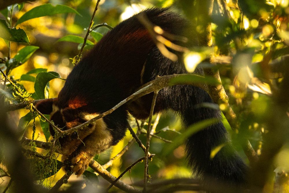 A dark-furred malabar giant squirrel forages among golden-lit leaves and branches in a forest.