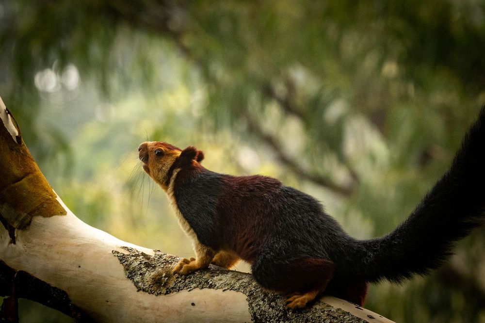 A colorful Malabar giant squirrel perched on a tree branch in a lush green forest environment.