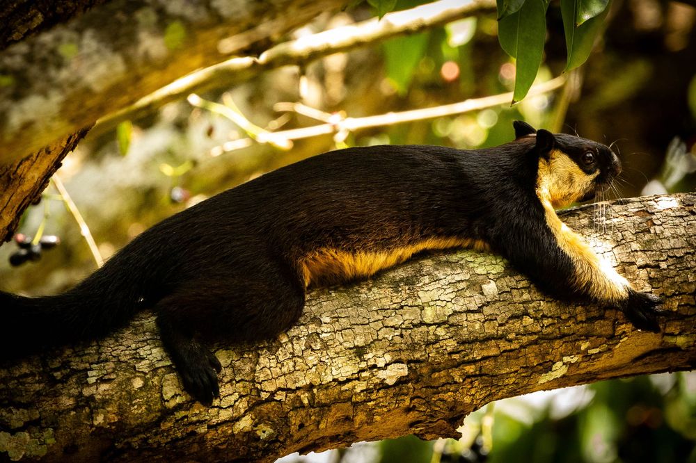 A large black and brown giant squirrel resting lazily on a tree branch in a tropical forest.