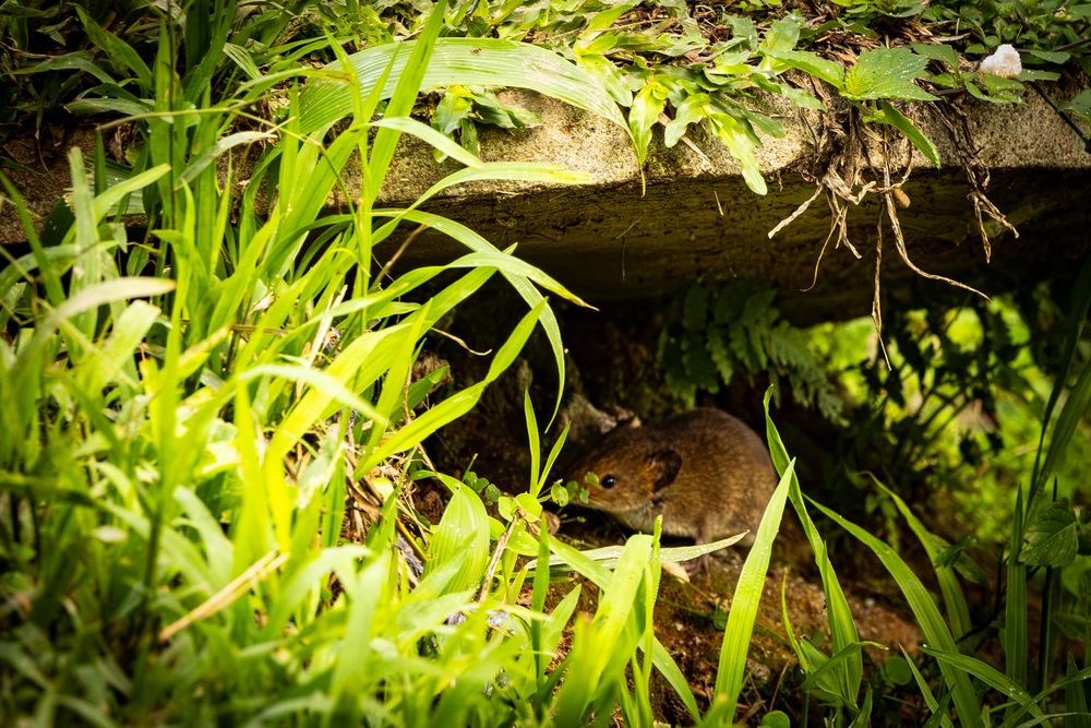 A Northern Short Tailed Gymnure foraging under a mossy stone among lush green grass and ferns outdoors.