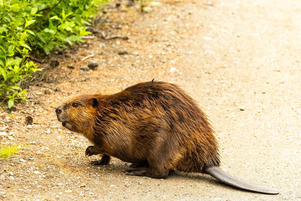 A large brown beaver walking across a gravel path surrounded by green vegetation in natural habitat.