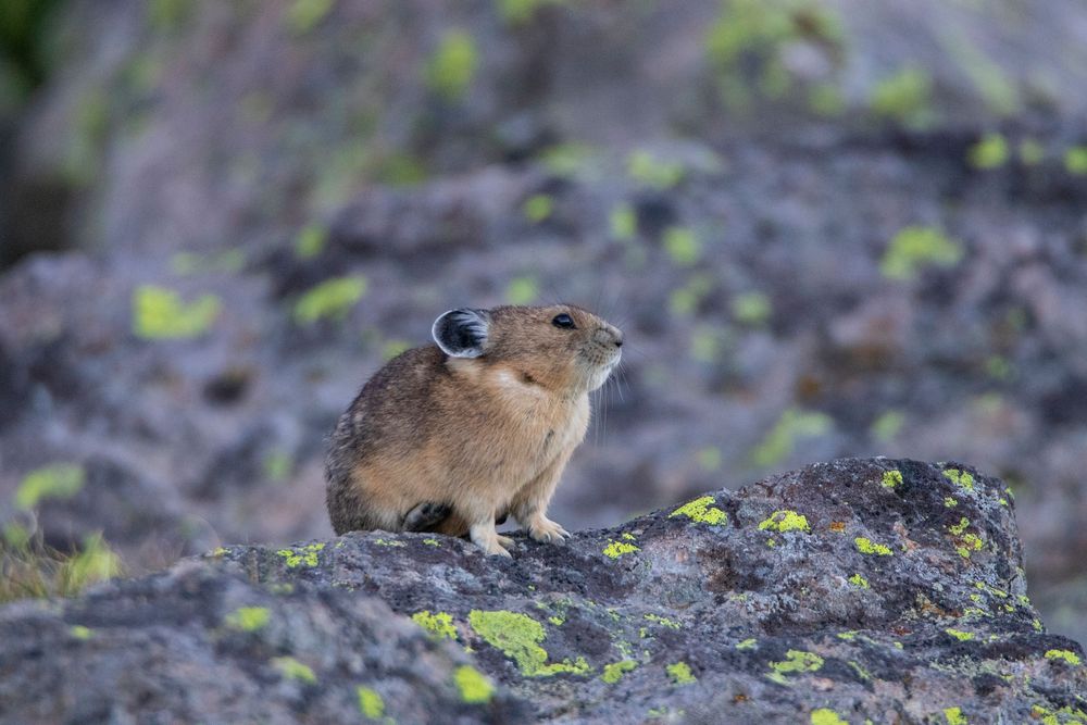 A pika standing on a lichen-covered volcanic rock in its natural mountain habitat.