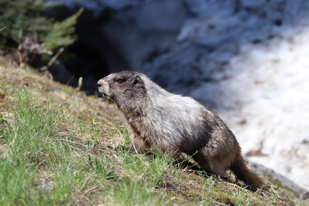 A hoary marmot standing on a grassy alpine slope near a snow patch and burrow.