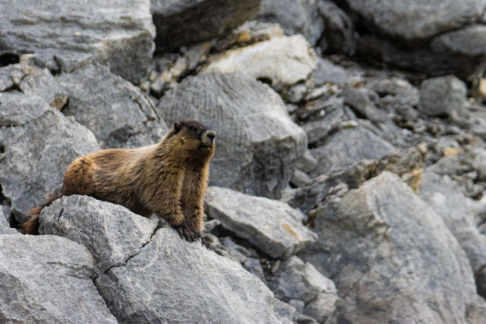 A marmot resting on large grey rocks in a rugged mountain boulder field.