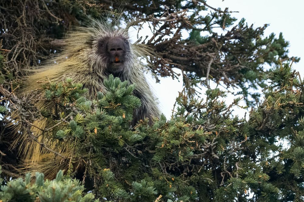 A North American porcupine with raised quills sitting high in a pine tree against a pale sky.
