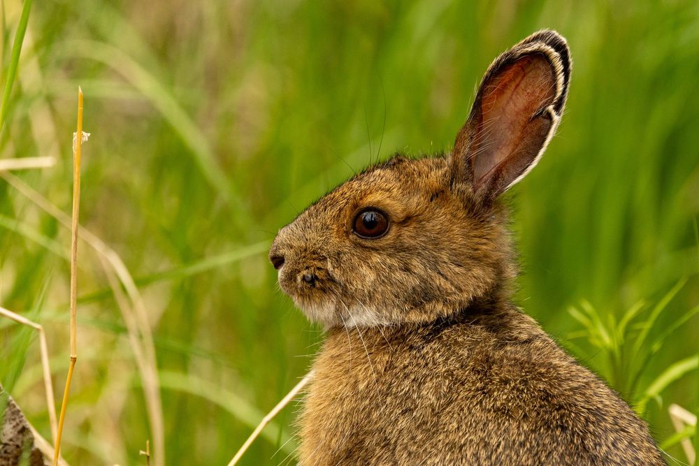 A wild snow shoe hare sits alert in tall green grass, showing its distinctive long ears.