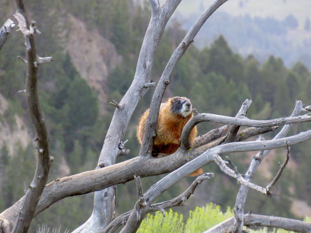 A yellow-bellied marmot perches on bare tree branches with a rocky mountain valley behind it.