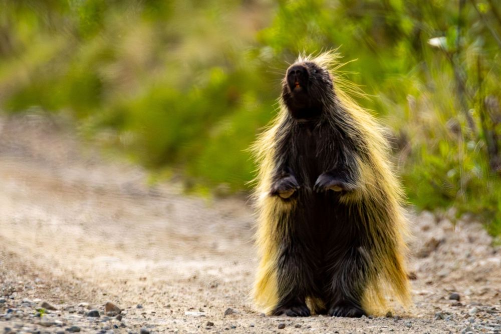 A North American porcupine stands upright on a gravel road, showing its black and yellow quills.