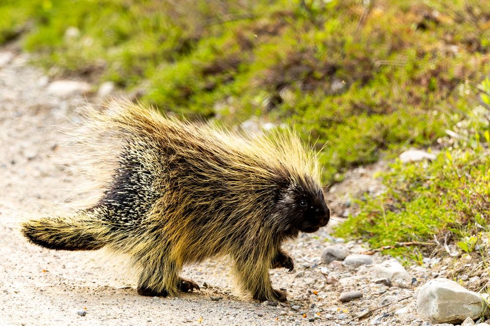 A porcupine with sharp black and yellow quills walks across a rocky gravel path outdoors.