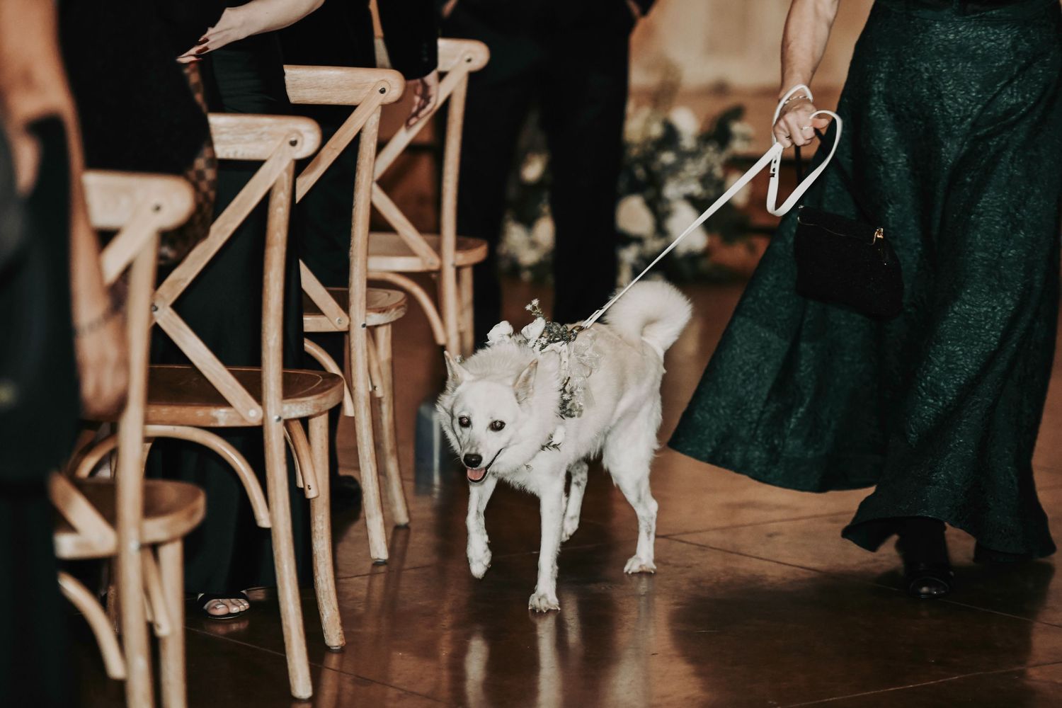Adorable ring bearer puppy wearing a floral collar and walking down the aisle at Lucky Spur Ranch.