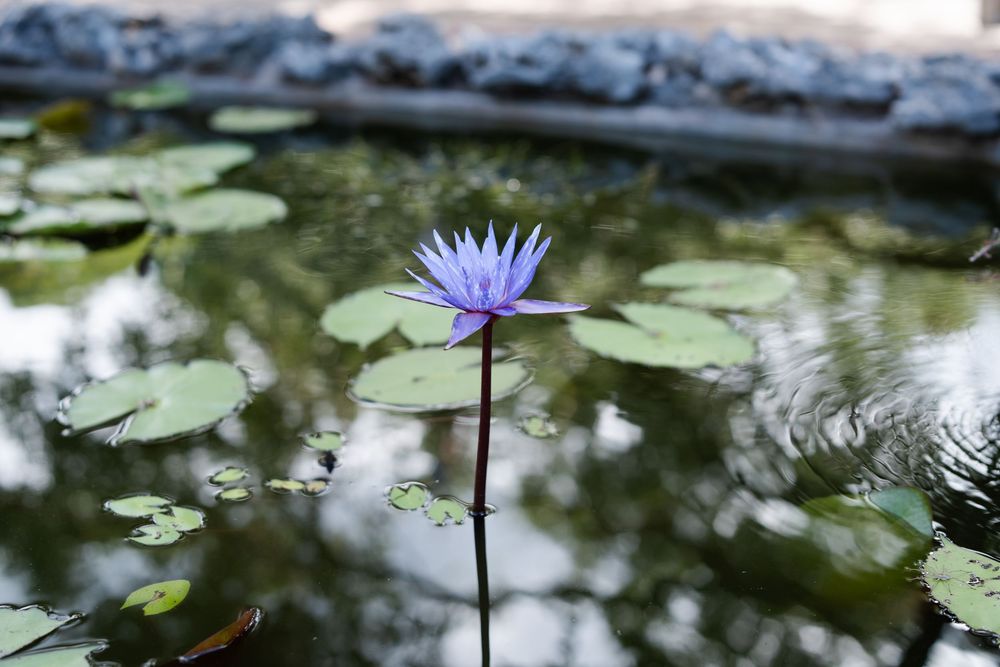 Purple water lilies blooming in a tranquil pond with green lily pads.