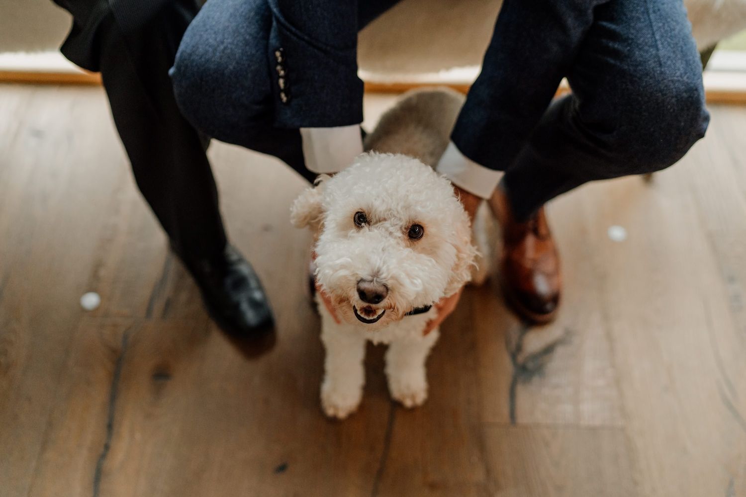 Wedding venue floor shows formal shoes and a small white dog during celebration.