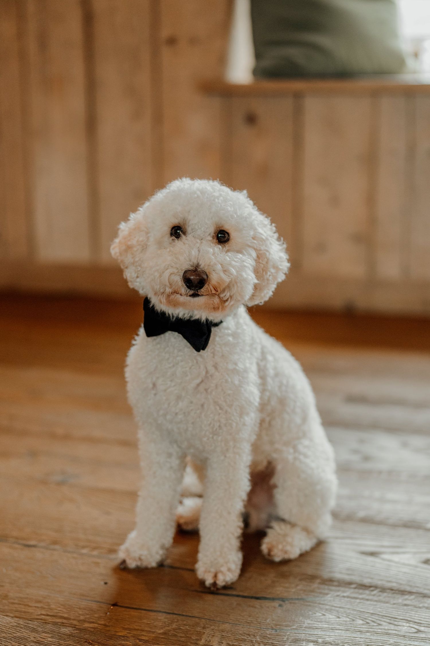 Small white plush toy dog displayed in a sequence of five similar positions on a wooden floor.