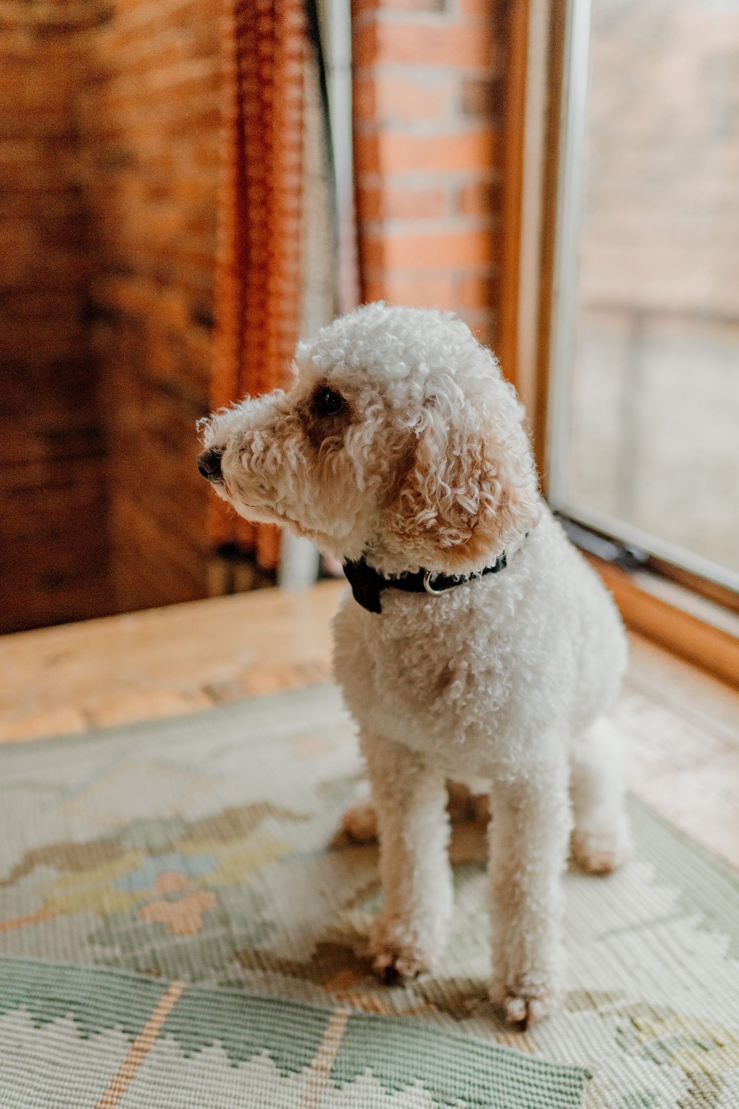 A fluffy white Bichon Frise dog stands on a patterned rug near a window in warm indoor lighting.