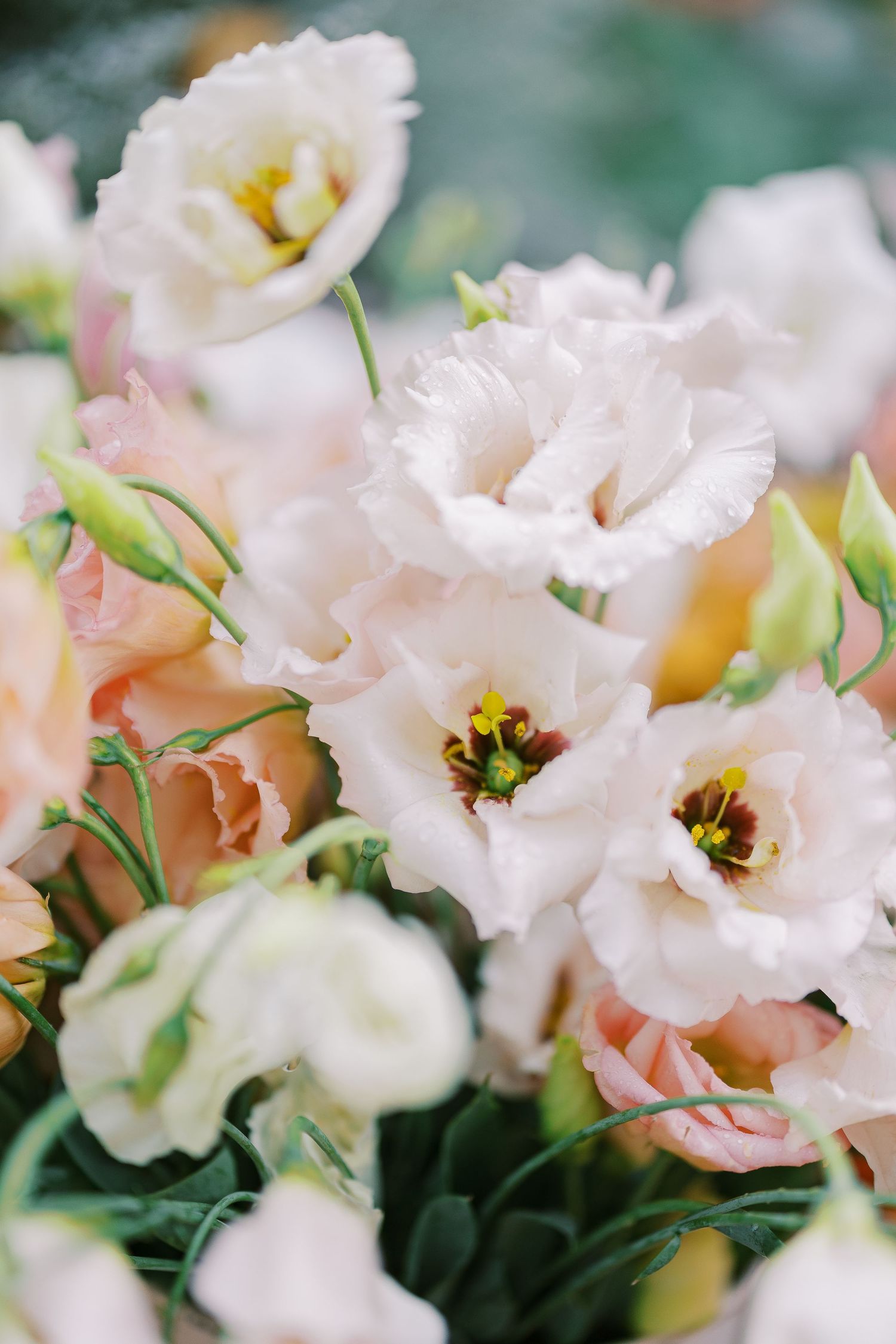 Delicate white and pink lisianthus flowers in full bloom with dark green foliage.