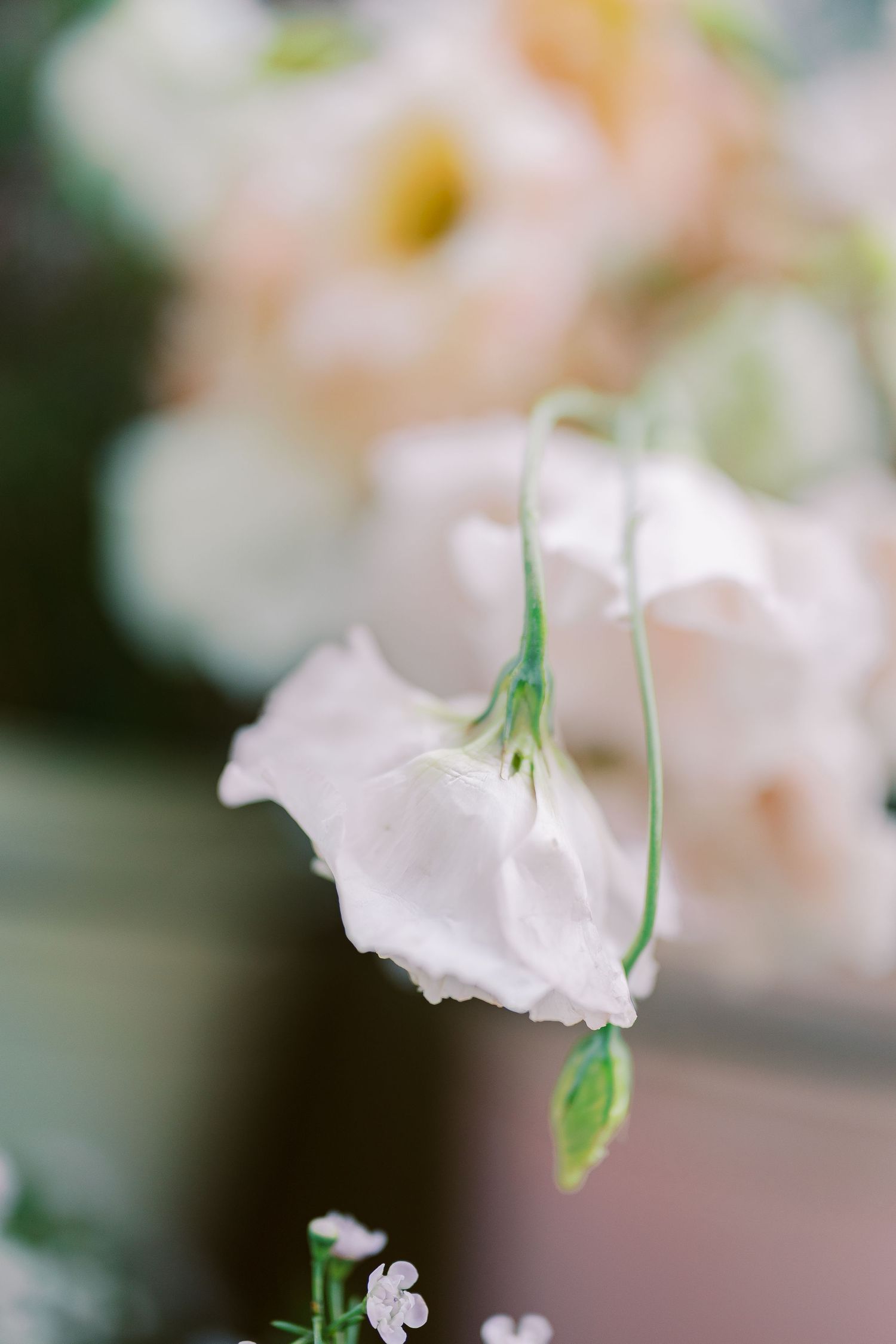 Delicate white flower petals with green stems photographed with shallow depth of field in soft focus.
