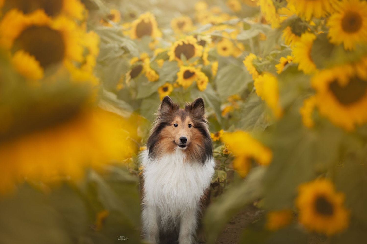 dog-portrait-photoshoot
dog-in-flowers-photoshoot