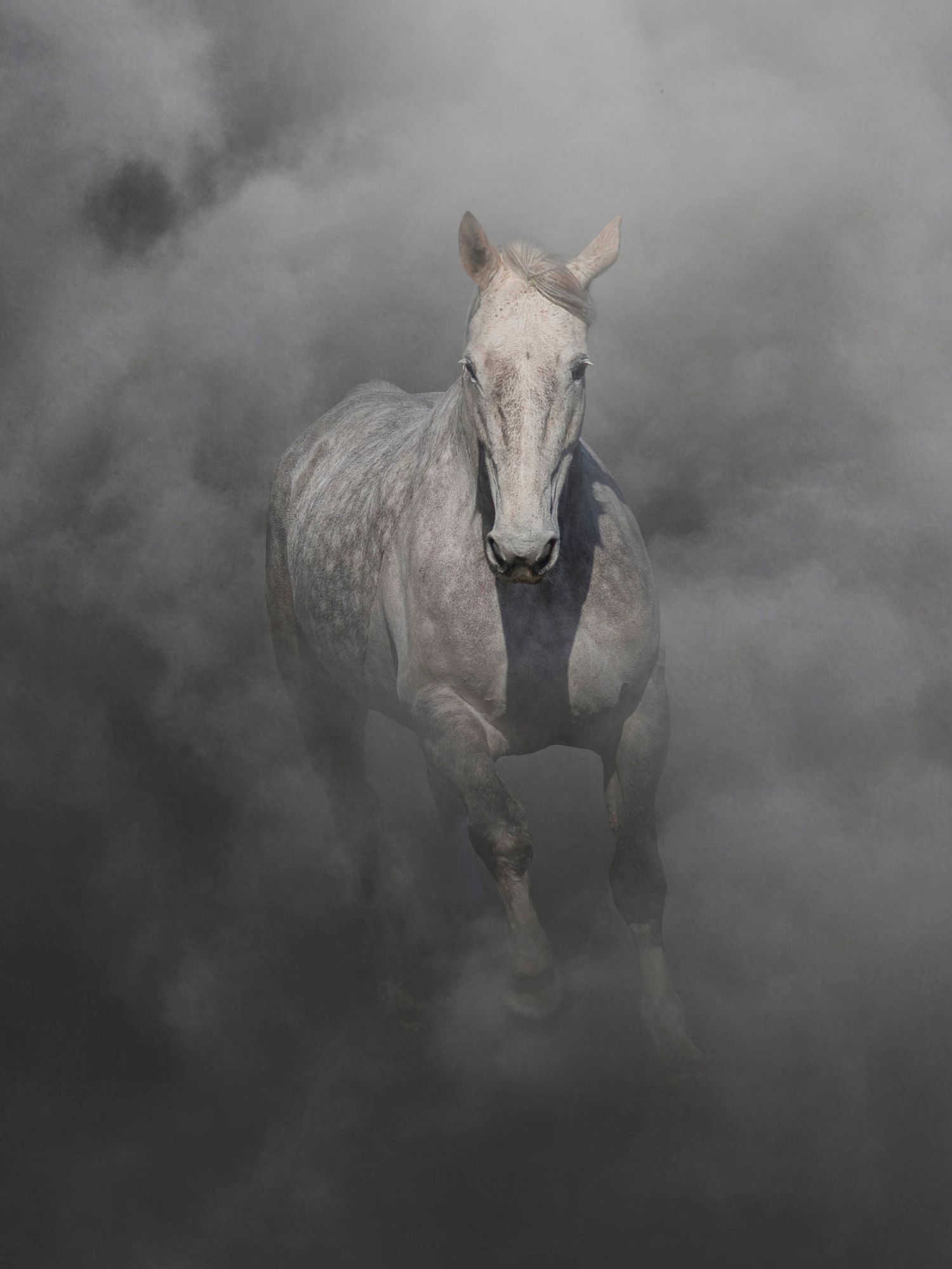 GREY HORSE CANTERING THROUGH CLOUDS FINE ART PRINT JO RICKATON PHOTOGRAPHY