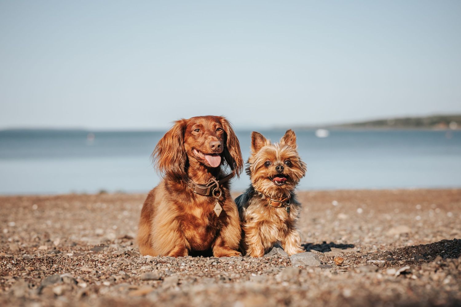 Two dogs, a larger and a smaller, sitting together on a beach at sunset.