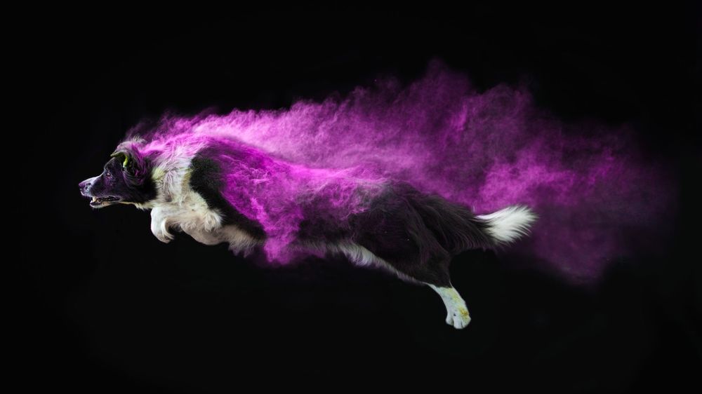 Holi poros fotózás