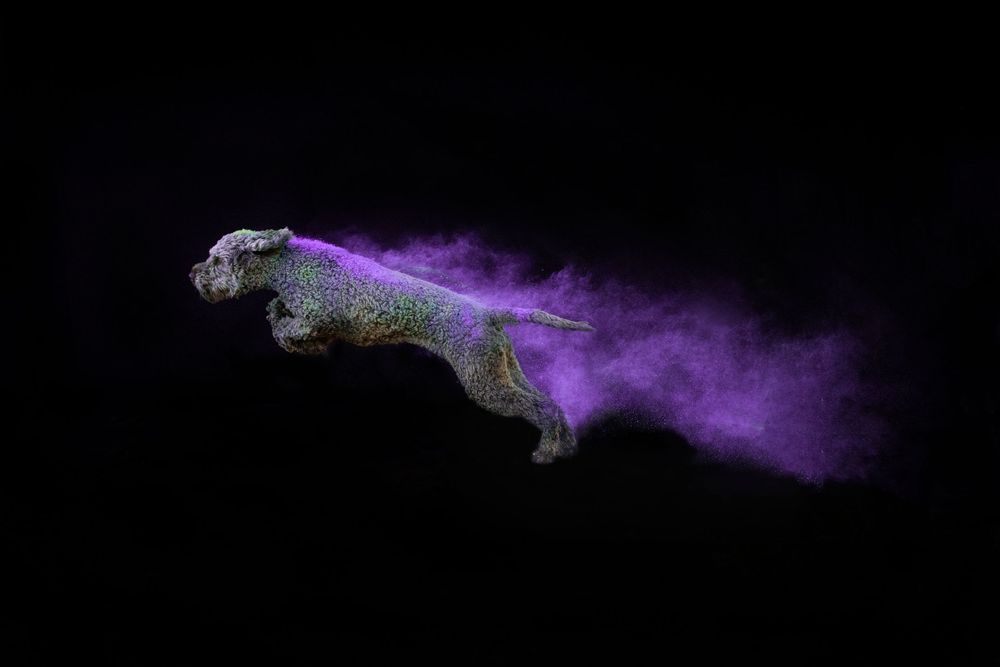 Holi poros fotózás