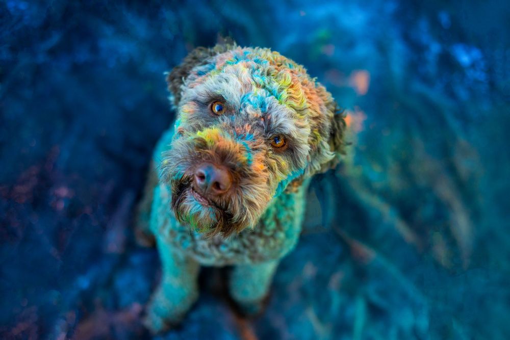 Holi poros fotózás