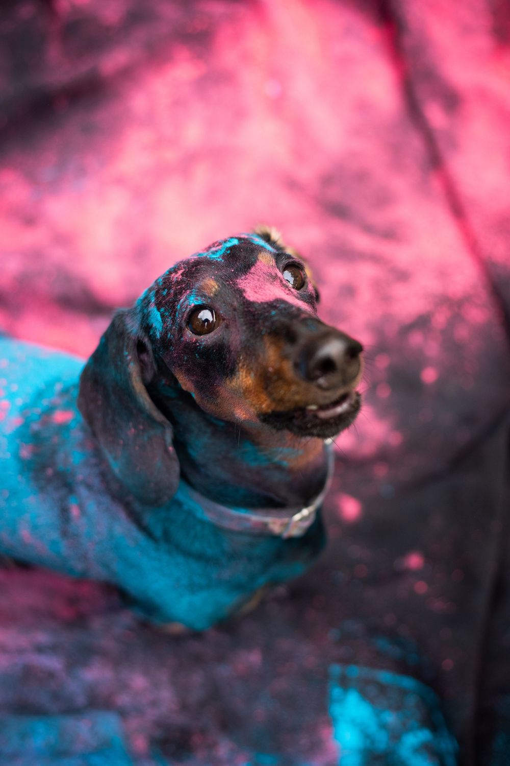 Holi poros fotózás