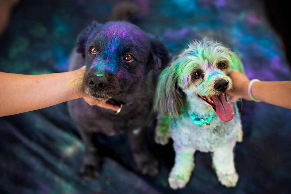 Holi poros fotózás