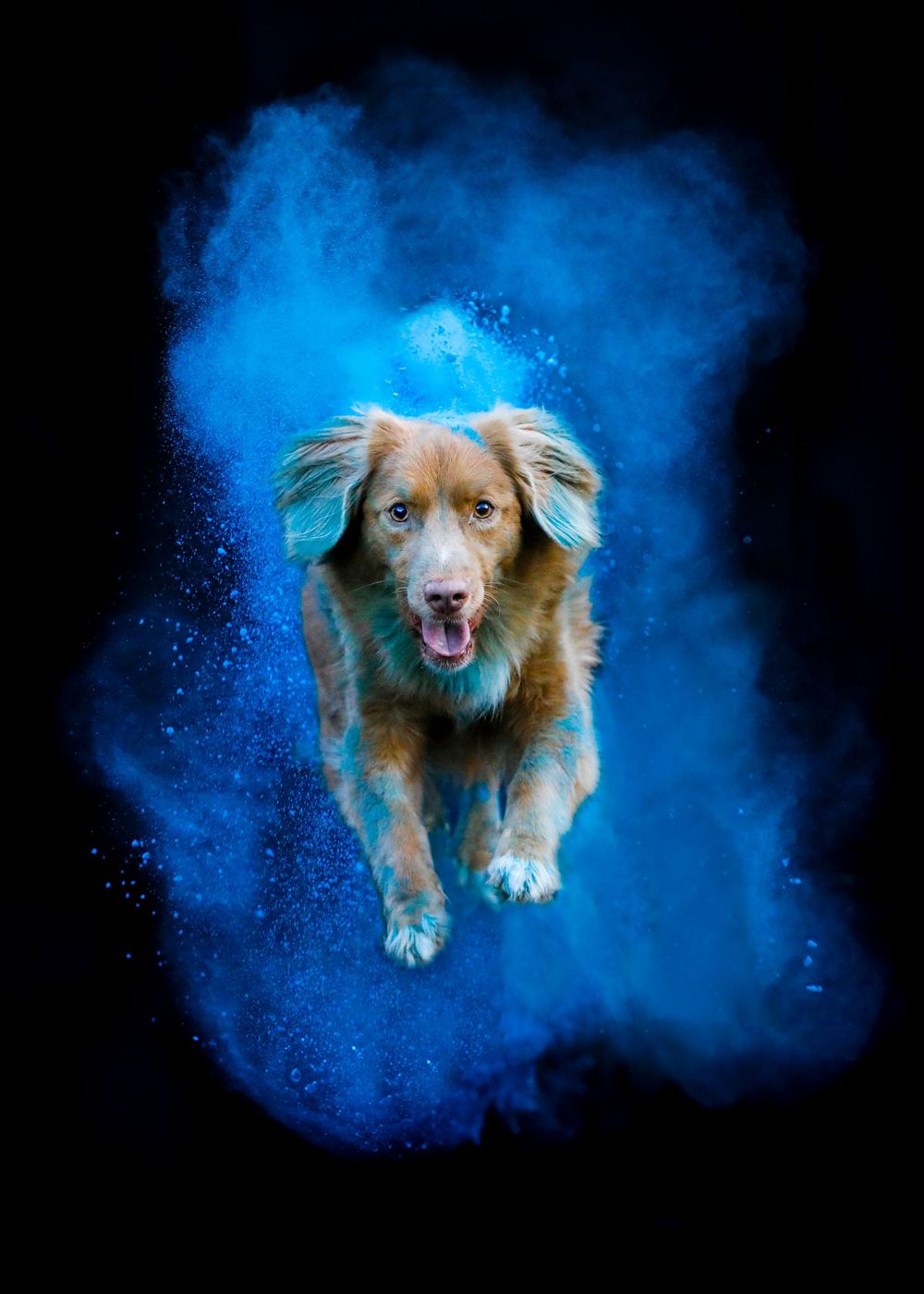 Holi poros fotózás