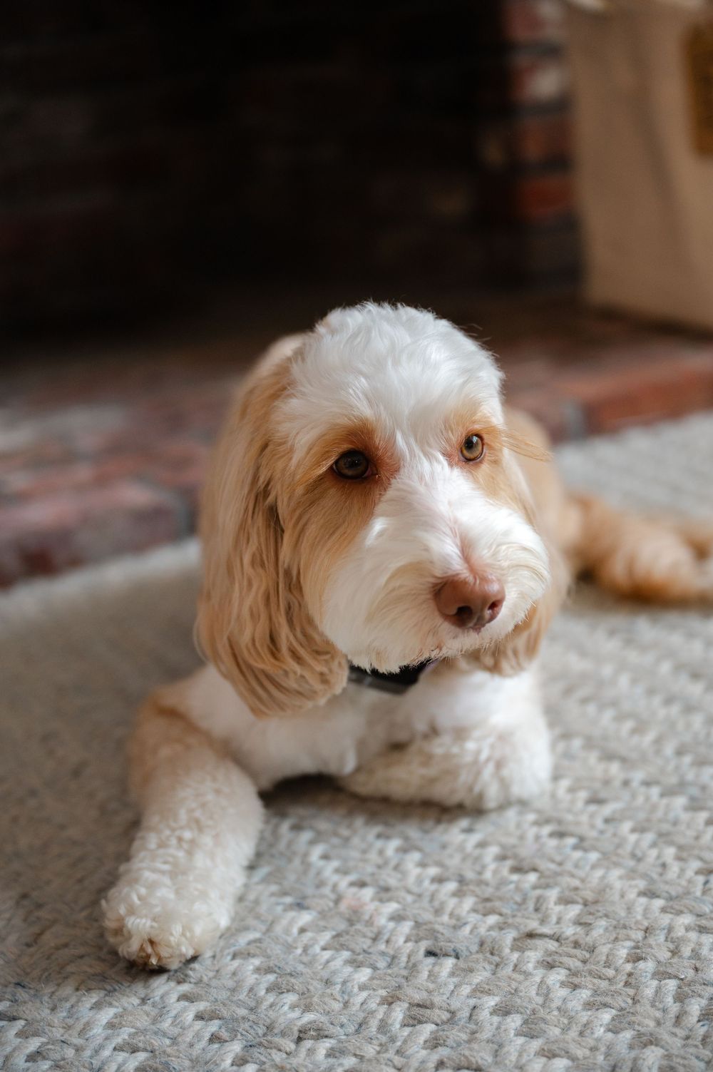Adorable white and tan Labradoodle dog lying on a textured carpet during the getting ready part of a wedding day in Boston, MA