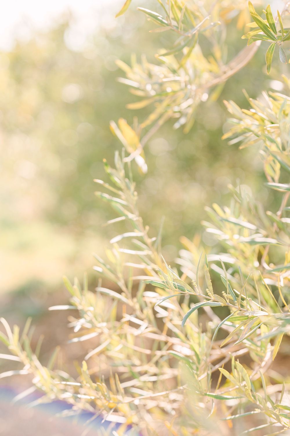 Delicate bamboo leaves swaying in golden sunlight creating an ethereal nature background.