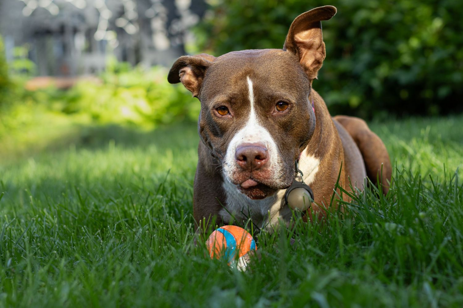 Brown and white pit bull dog lying on green grass with colorful ball.
