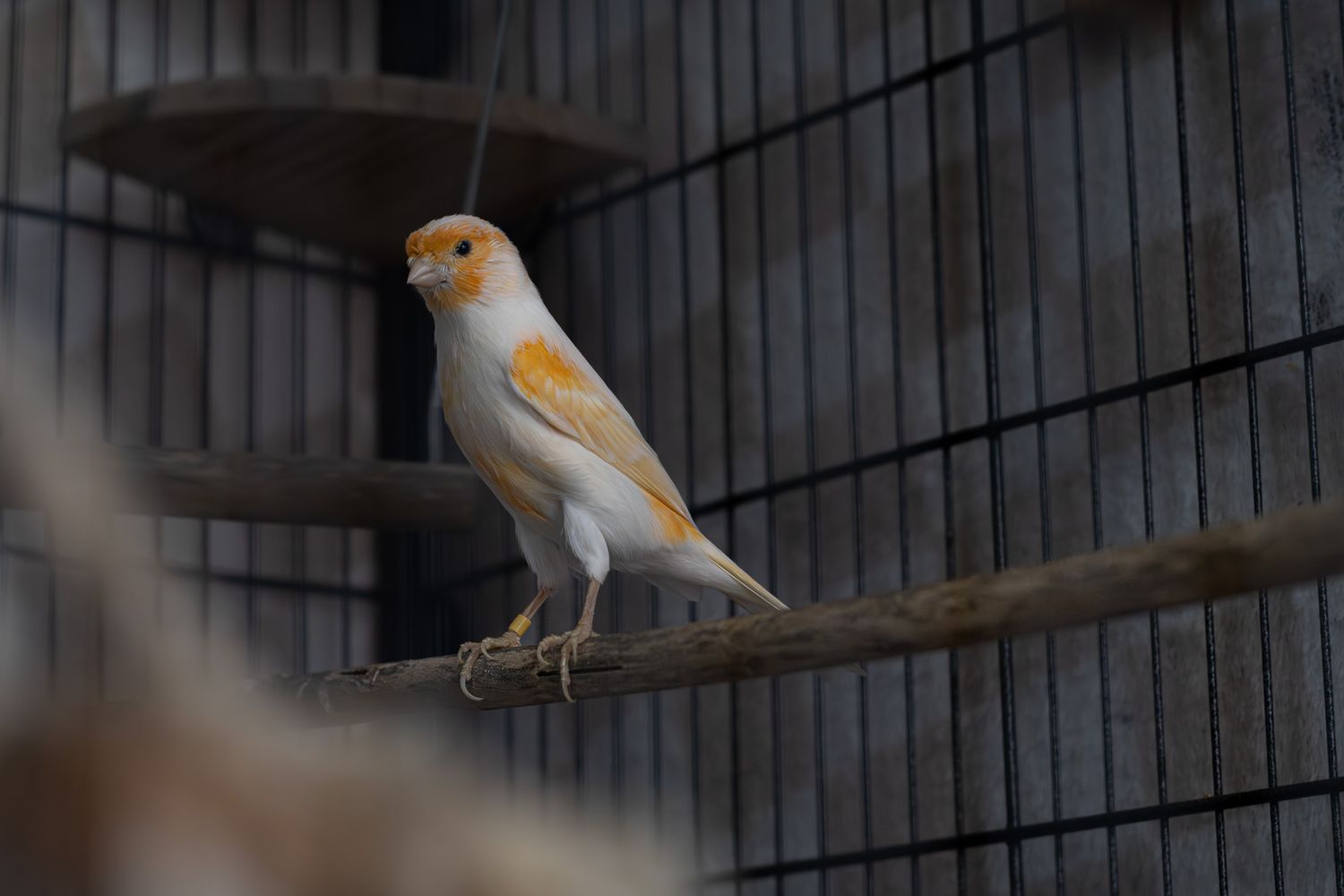 White and orange canary bird perched on a wooden branch inside a wire cage.
