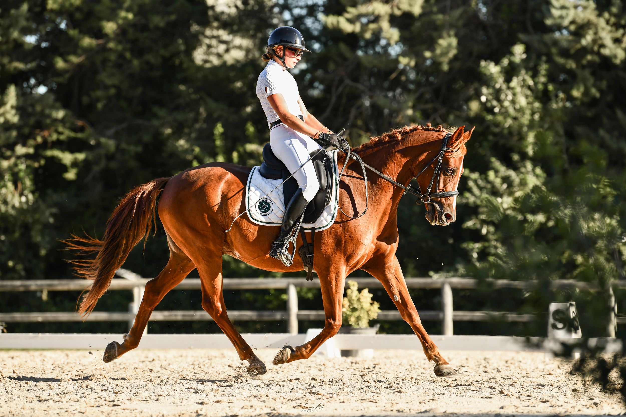 Cheval de dressage en compétition