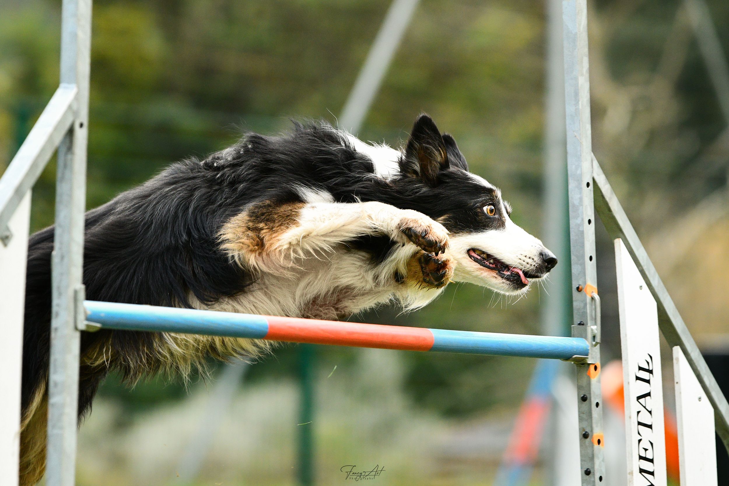 Chien qui saute agility