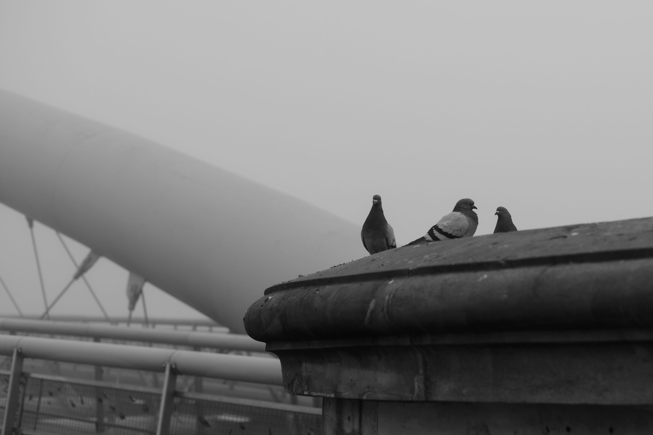 Birds perched on a stone ledge in black and white photography against a foggy background.