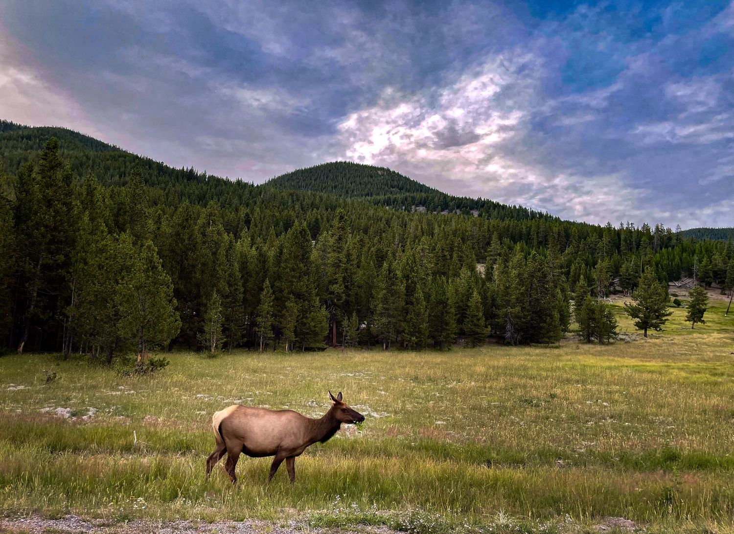 female elk
