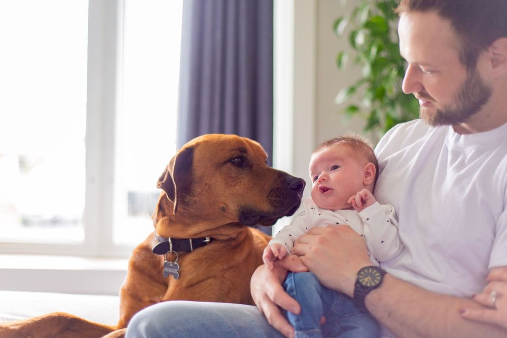 A heartwarming moment between a brown dog and baby on a sunny couch.