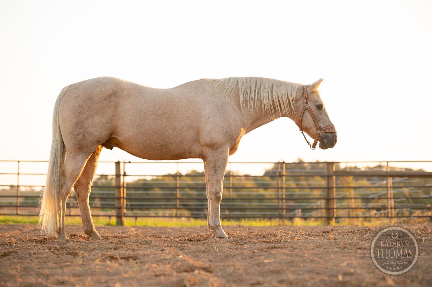 Palomino horse standing in a dusty corral during golden hour.