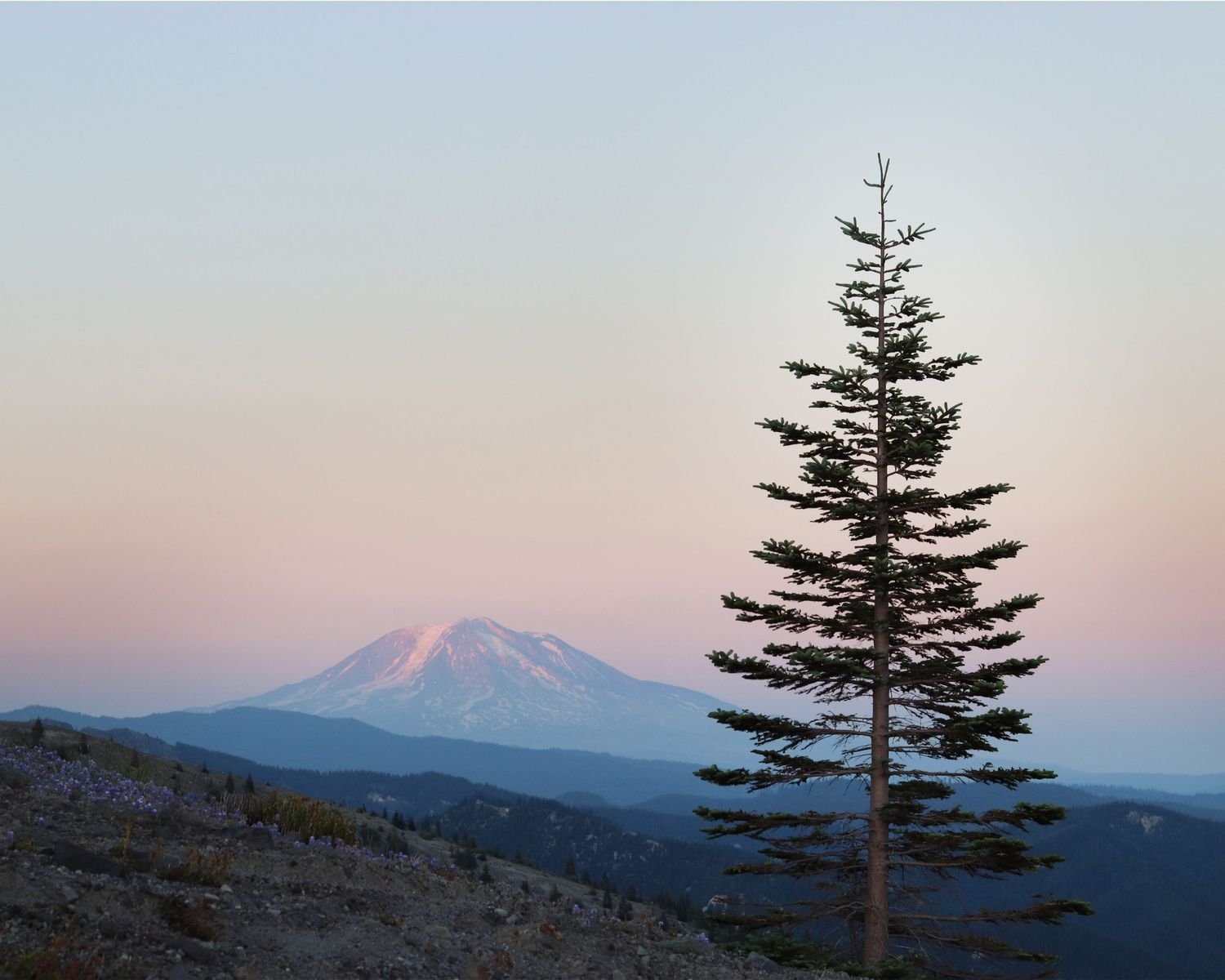 A pine tree and mountain at sunset