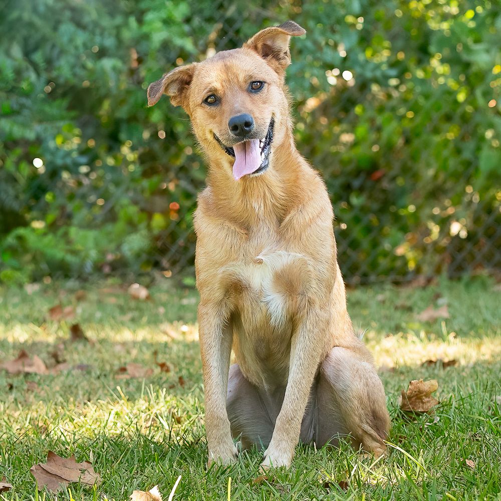 Professional pet photography services from Pawfect Moments Photography, Pam Horn Photographer.  Capturing your pet's pawfect moments.  Dog