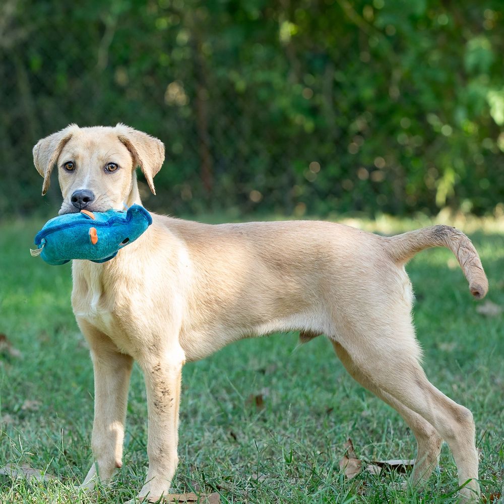 Professional pet photography services from Pawfect Moments Photography, Pam Horn Photographer.  Capturing your pet's pawfect moments.  Dog