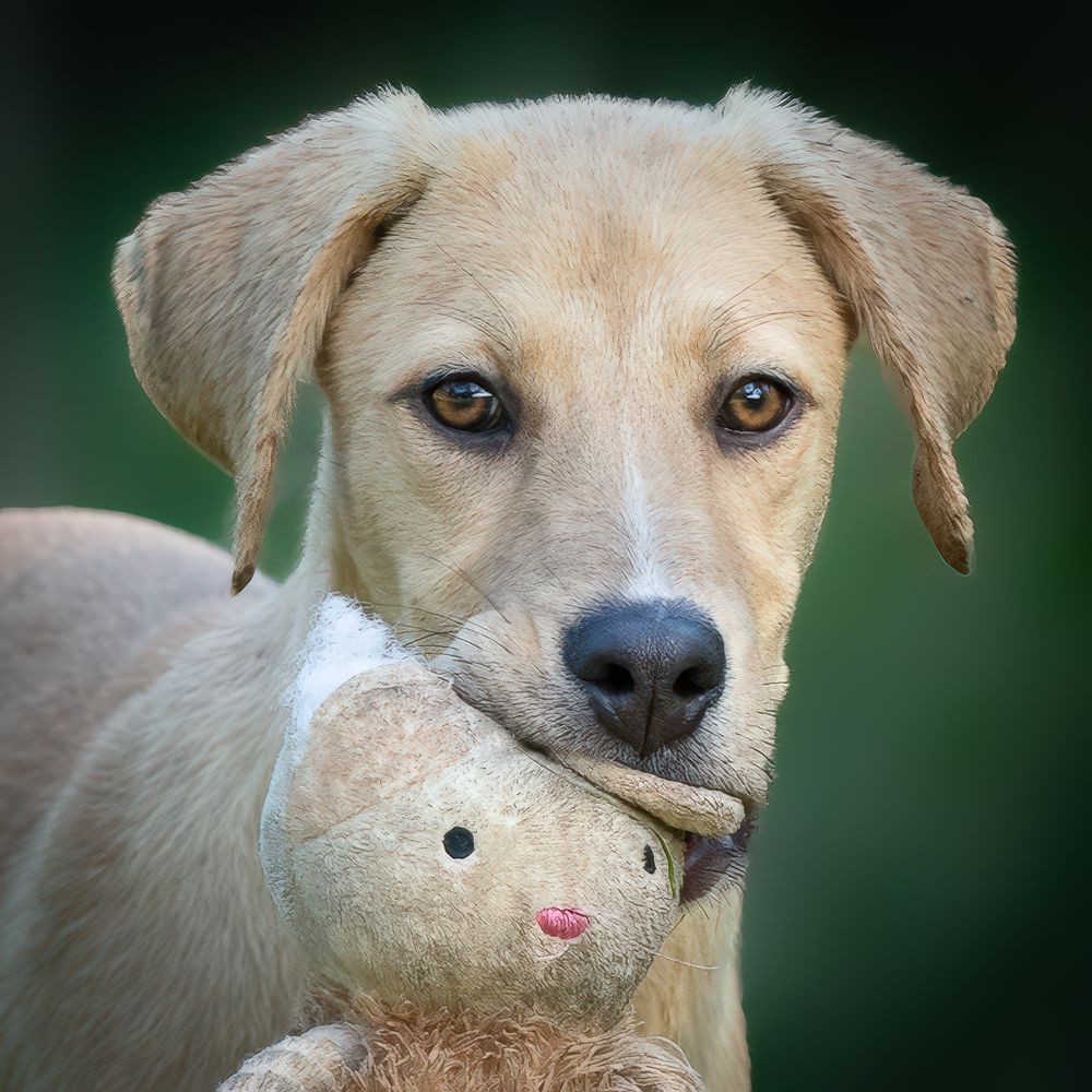 Professional pet photography services from Pawfect Moments Photography, Pam Horn Photographer.  Capturing your pet's pawfect moments.  Dog