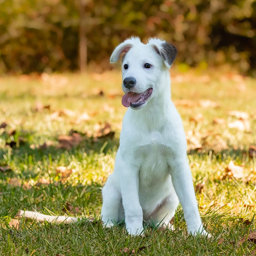 Professional pet photography services from Pawfect Moments Photography, Pam Horn Photographer.  Capturing your pet's pawfect moments.  Dog