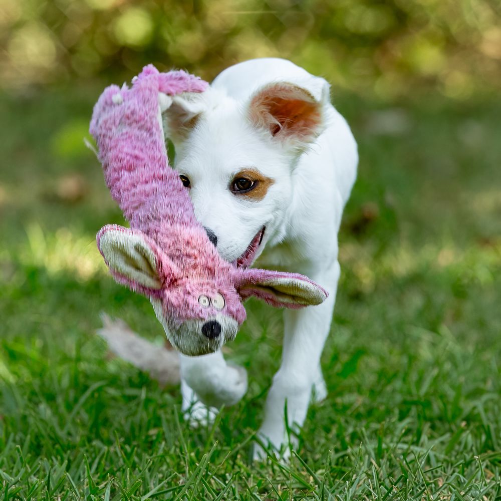 Professional pet photography services from Pawfect Moments Photography, Pam Horn Photographer.  Capturing your pet's pawfect moments.  Dog