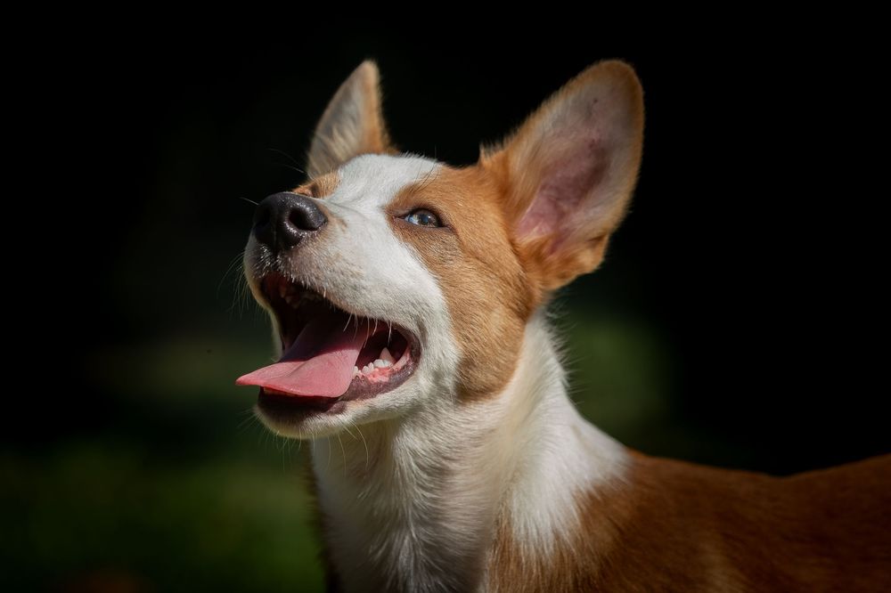 Professional pet photography services from Pawfect Moments Photography, Pam Horn Photographer.  Capturing your pet's pawfect moments.  Dog